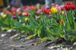 Tulip Field Stock Photo