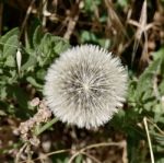 Dandelion (taraxacum) Seed Head Stock Photo