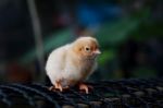 Buff Orpington Chick Stock Photo