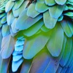 Harlequin Macaw Feathers Stock Photo