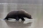 New Zealand Fur Seal (arctocephalus Forsteri) Stock Photo