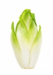 Fresh Chicory Isolated Stock Photo