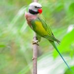 Male Red-breasted Parakeet Stock Photo