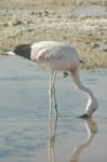 Chilean Flamingo In The Salar De Atacama Stock Photo