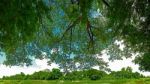 Tree Branch In Summertime Stock Photo