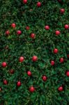 Decorated Christmas Tree With Electric Light And Christmas Balls Stock Photo