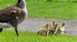 Background With A Family Of Canada Geese Running Stock Photo