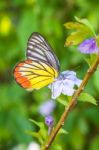 Orange Butterfly On Flower Stock Photo