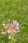 Cleome Or Spider Flower, A Tall Blooming Annual Stock Photo