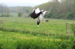 Palm Nut Vulture Landing Stock Photo