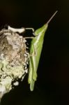 Green Grasshopper (pyrgomorpha Conica) Stock Photo