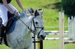 Steeplechasing Horse  Stock Photo