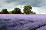 Lavender Field In Banstead Stock Photo