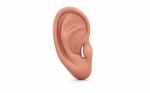 Ear Anatomy Stock Photo