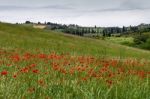 Poppies Flowering In Val D'orcia Tuscany Stock Photo