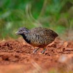 Female Barred Buttonquail Stock Photo