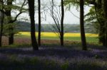 Bluebells In Wepham Woods Stock Photo