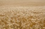 Wheat Field Stock Photo