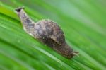 Snail Stock Photo