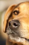 Nose Of Domestic Dog Stock Photo