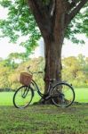 Bicycle On Green Grass Under Tree Stock Photo