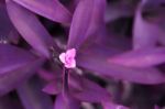 Tradescantia Violet Leaf Plant And Lilac Flower Color Of The Year Stock Photo