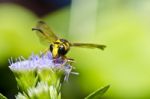 Wasp Stock Photo