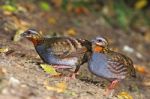 Rufous-throated Partridge Stock Photo