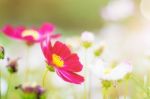 Cosmos Flowers In Garden Stock Photo