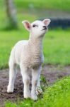 One White Newborn Lamb Standing In Green Grass Stock Photo