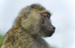 Picture With A Funny Baboon Looking Aside Stock Photo