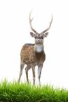 Male Axis Deer Stock Photo