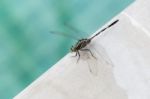 Green Dragon Fly On Swimming Pool Edge Stock Photo