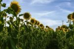 Sunflowers In A Field In The Afternoon Stock Photo