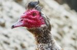 Portrait Of Musk Duck Stock Photo