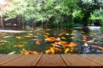 Perspective Wood View With Backyard Koi Fish Pond Background Stock Photo