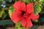 Macro Photo Of A Red Hibiscus Flower Stock Photo