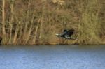 Great Cormorant (phalacrocorax Carbo) Stock Photo