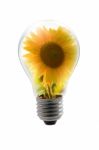 Bulb With Sunflower Stock Photo