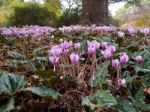 Wild Cyclamen (persicum) In Full Bloom Stock Photo