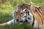 Siberian Tiger (panthera Tigris Altaica) Stock Photo