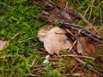 Collection And Preparation Of Autumn Edible Mushrooms  Stock Photo