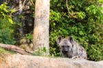 Hyena In The Zoo Stock Photo