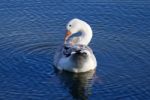 Beautiful Photo Of The Snow Goose Cleaning His Feathers Stock Photo