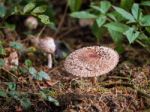 Weathered Fungus At Warnham Nature Reserve Stock Photo