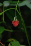 Ripe Berry Stock Photo