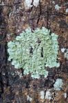 Fungi And Lichens On Tree Bark Stock Photo