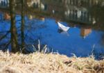 Paper Boat Floating In The Creek Stock Photo