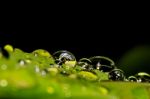 Water Drops On Leaves Stock Photo