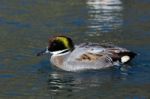 Falcated Duck Or Teal (anas Falcata) Stock Photo